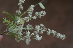 Chloroxylon swietenia